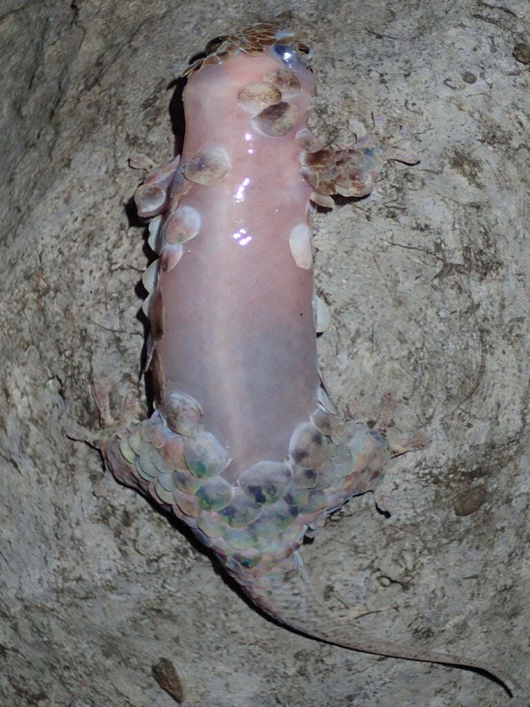 Naked gecko