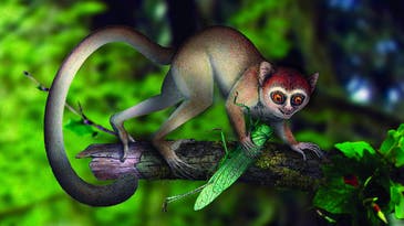World’s Oldest Primate Fossil Discovered