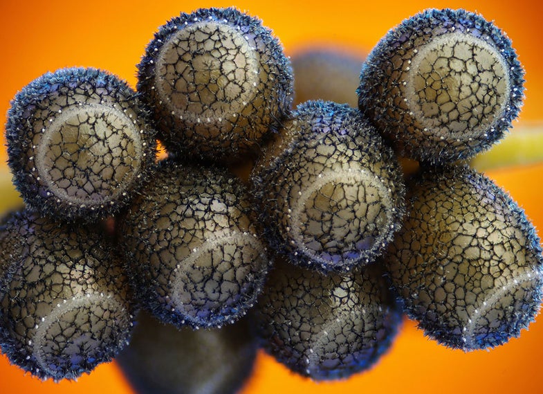 Who knew stink bug eggs were so beautiful and weird? This shot won sixth place in the Olympus BioScapes Digital Imaging Competition. See more winners <a href="http://www.theatlantic.com/infocus/2012/07/life-under-the-microscope/100340/">here</a>.