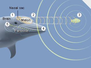 How echolocation works 1. The dolphin creates clicks in its nasal sac.<br />
2. A round organ called the melon focuses the sound beam.<br />
3. The sound strikes an object and returns toward the dolphin.<br />
4. The panbone in the dolphin's jaw receives the echo; fatty tissue behind it transmits the sound to the middle ear and from there to the brain.<br />
5. Continuously transmitting and receiving clicks, the dolphin reacts to the time lapse and strength of the signal to judge distance and home in on an object.