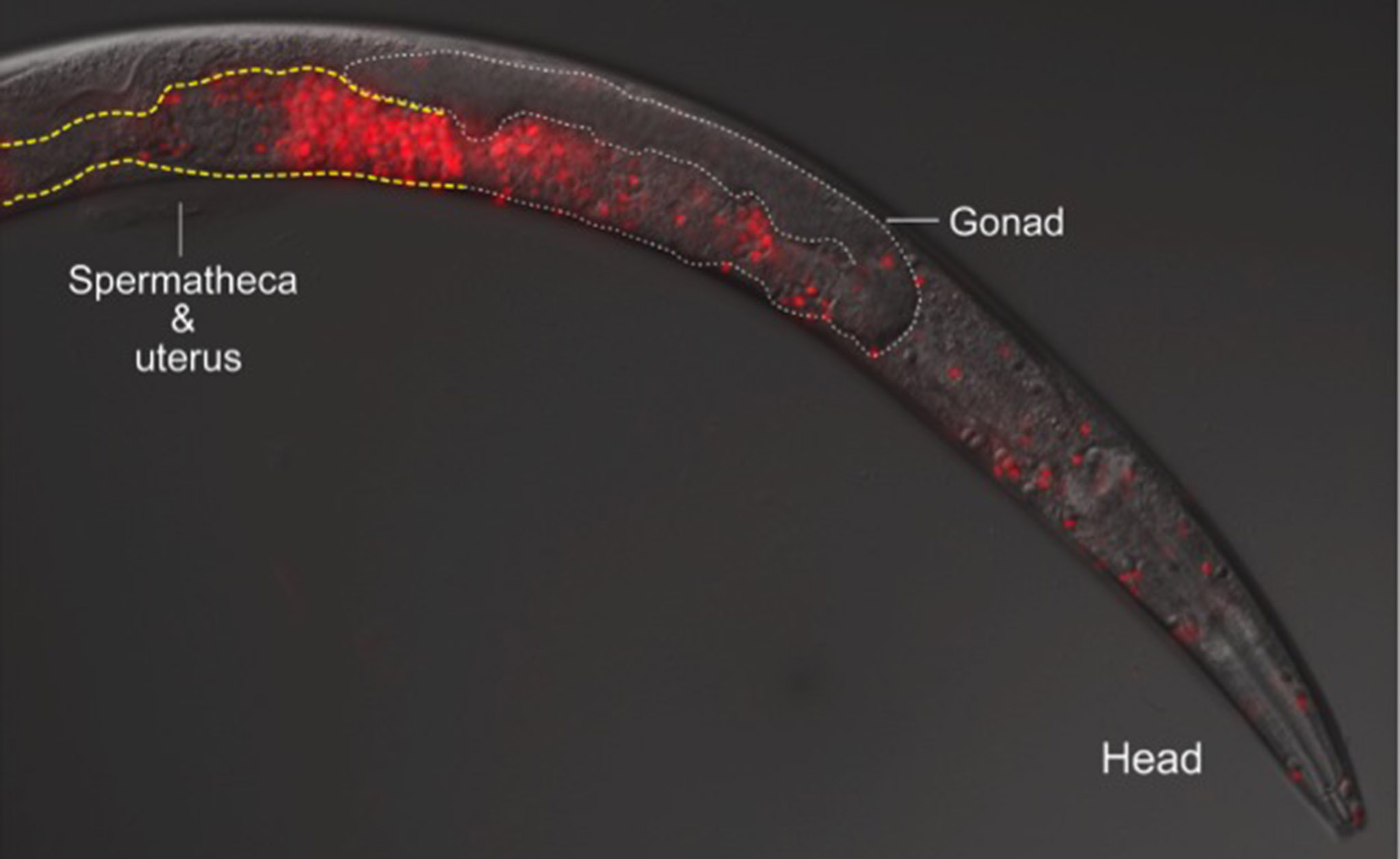 Killer Sperm Violently Prevents Worms From Interbreeding