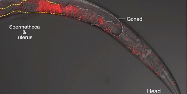 Killer Sperm Violently Prevents Worms From Interbreeding