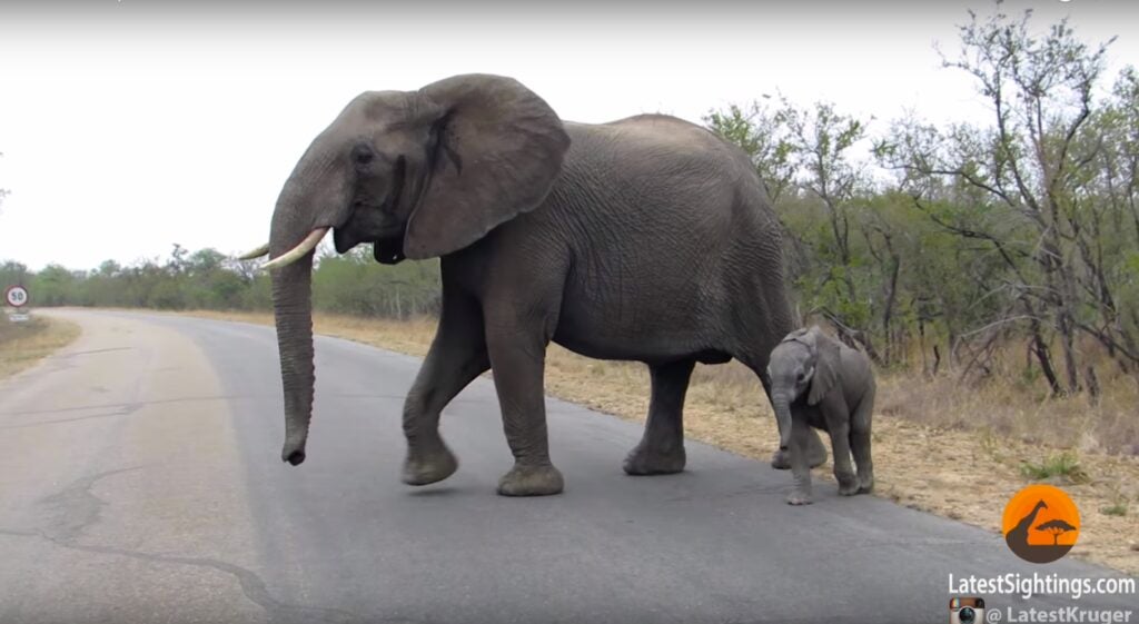 A video of an elephant and a baby in Kruger National Park in South Africa <a href="https://www.youtube.com/watch?v=6mtKGvrlZ4c">posted by Kruger Sightings</a>  shows the two crossing the road together, before the adult elephant appears to pull the youngster away from onlooking humans with her trunk.
