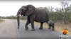 A video of an elephant and a baby in Kruger National Park in South Africa <a href="https://www.youtube.com/watch?v=6mtKGvrlZ4c">posted by Kruger Sightings</a>  shows the two crossing the road together, before the adult elephant appears to pull the youngster away from onlooking humans with her trunk.