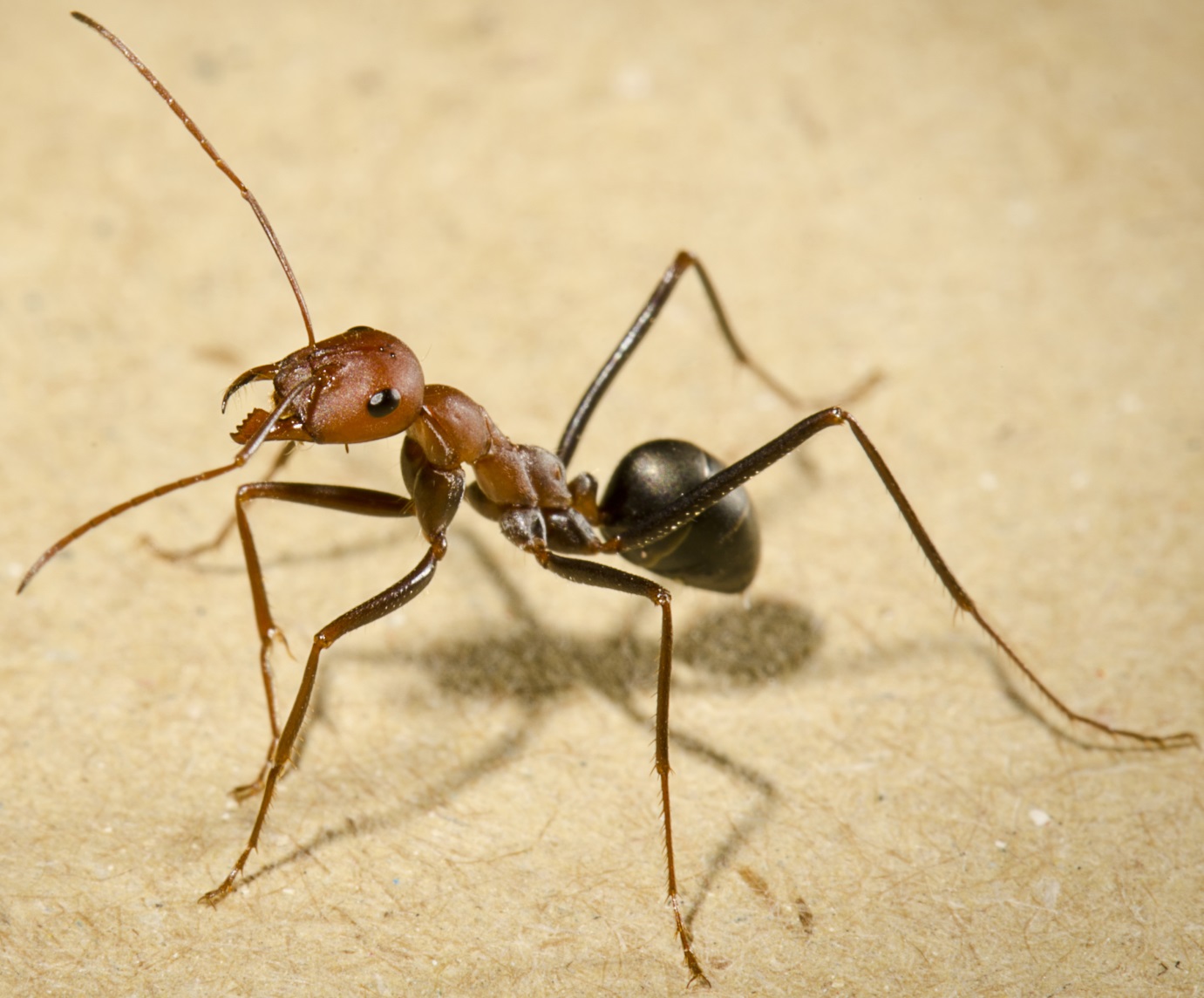 Ants can find their way home walking backwards, but they have to peek first