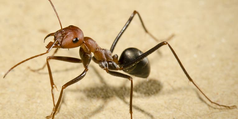 Ants can find their way home walking backwards, but they have to peek first