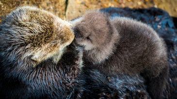 Otter Kisses
