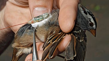 Moveable Beasts:  Tracking Winged Migrations To Predict Weather, Stop Disease, and Save Species