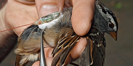 Moveable Beasts:  Tracking Winged Migrations To Predict Weather, Stop Disease, and Save Species