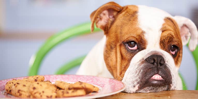 What to do if your dog eats your Christmas chocolates