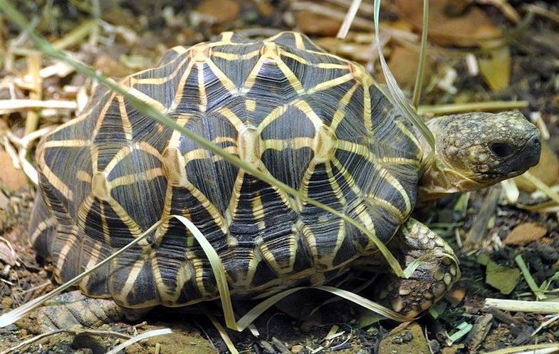 How The Turtle Got Its Shell | Popular Science
