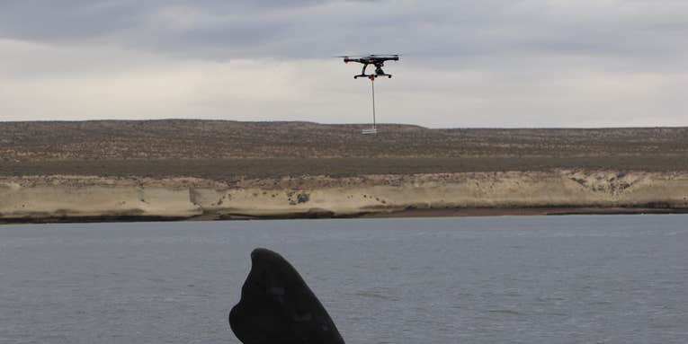 Watch This Drone Catch Whale Snot