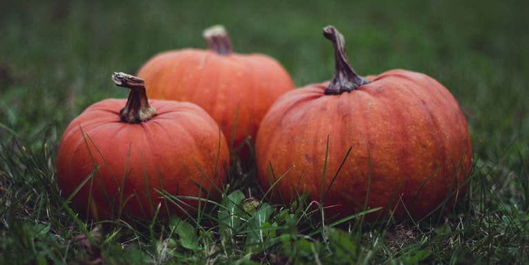 Pumpkins evolved from a literal genetic (monster) mash-up