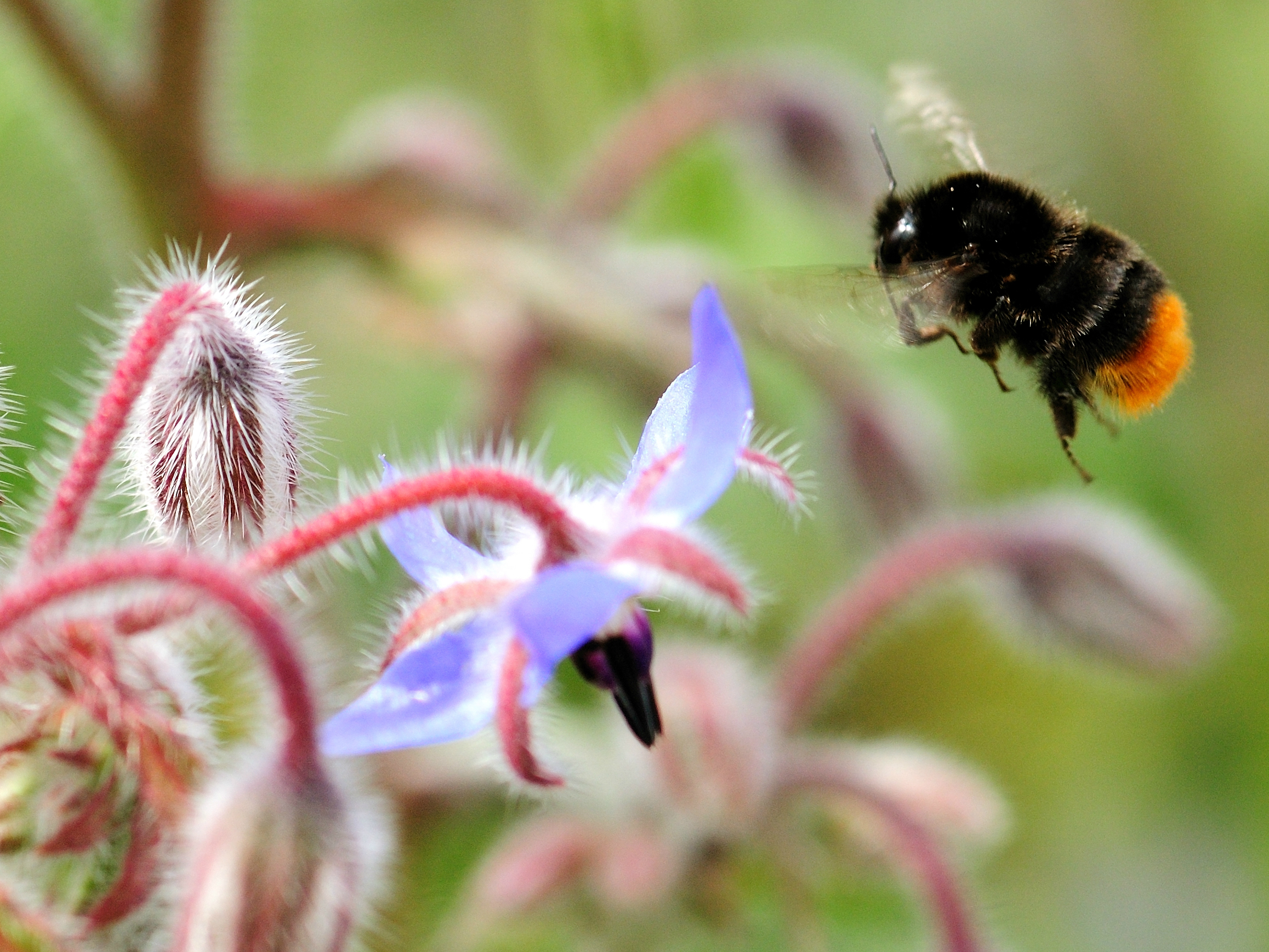 You really can help save bees by planting wildflowers