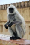 Delhi authorities were concerned about native monkeys causing problems for spectators and athletes at the 2010 Commonwealth Games in India. The monkeys had a history of stealing food from around the venues, riding the subways and even attacking humans. So the authorities harnessed the power of larger, meaner monkeys to combat the problem, employing a contingent of trained black-faced langur monkeys as <a href="http://newsfeed.time.com/2010/09/30/commonwealth-games-monkey-around-%E2%80%94-literally/">security guards</a>. The naturally aggressive langurs were leashed and held back by trainers, only to be released on sight of the smaller monkeys. The simian guards patrolled the athletes' housing and guarded the perimeter of the stadiums during events. Now that's using resources wisely.