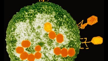 A Virus That Steals A Bacterium’s Immune System And Uses It As A Weapon