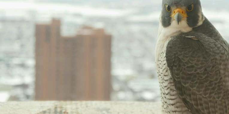 New Webcam Lets You Spy On Peregrine Falcons In Downtown Baltimore