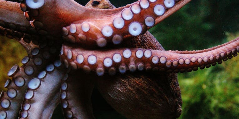 Octopuses can basically edit their own genes on the fly