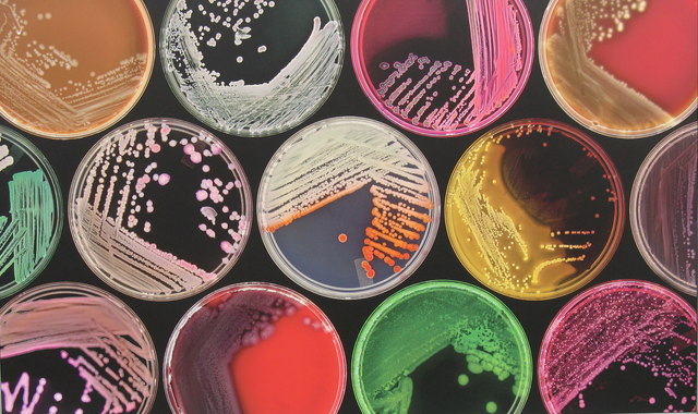 Are We Really Made Up Of More Bacteria Than Human Cells?