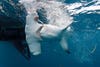 A captured hammerhead will often struggle until it dies from exhaustion, so tagging operations need to be as fast and gentle as possible.
