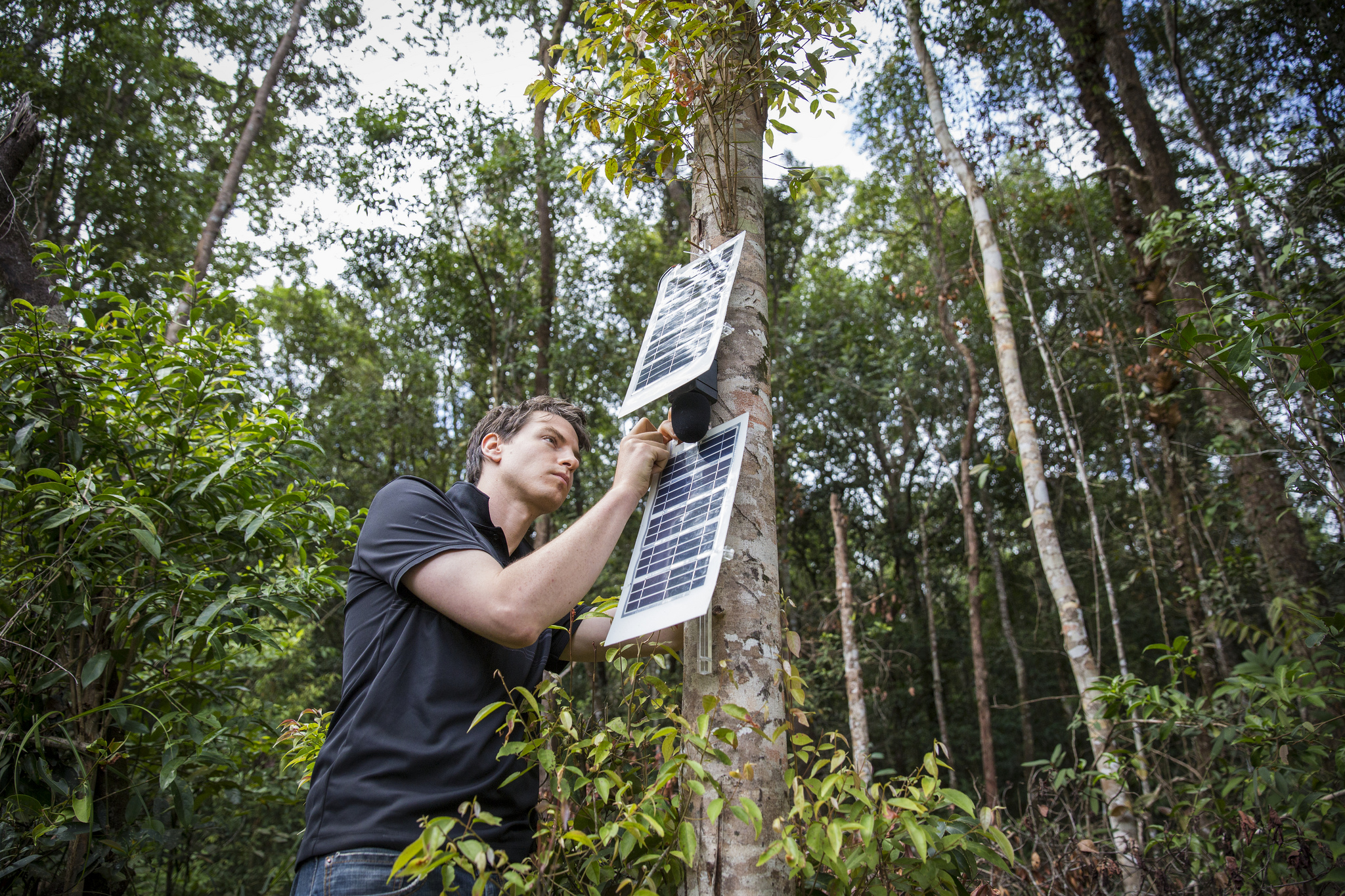 This engineer is using old cell phones to stop illegal logging