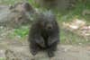 The Bronx Zoos New Porcupette
