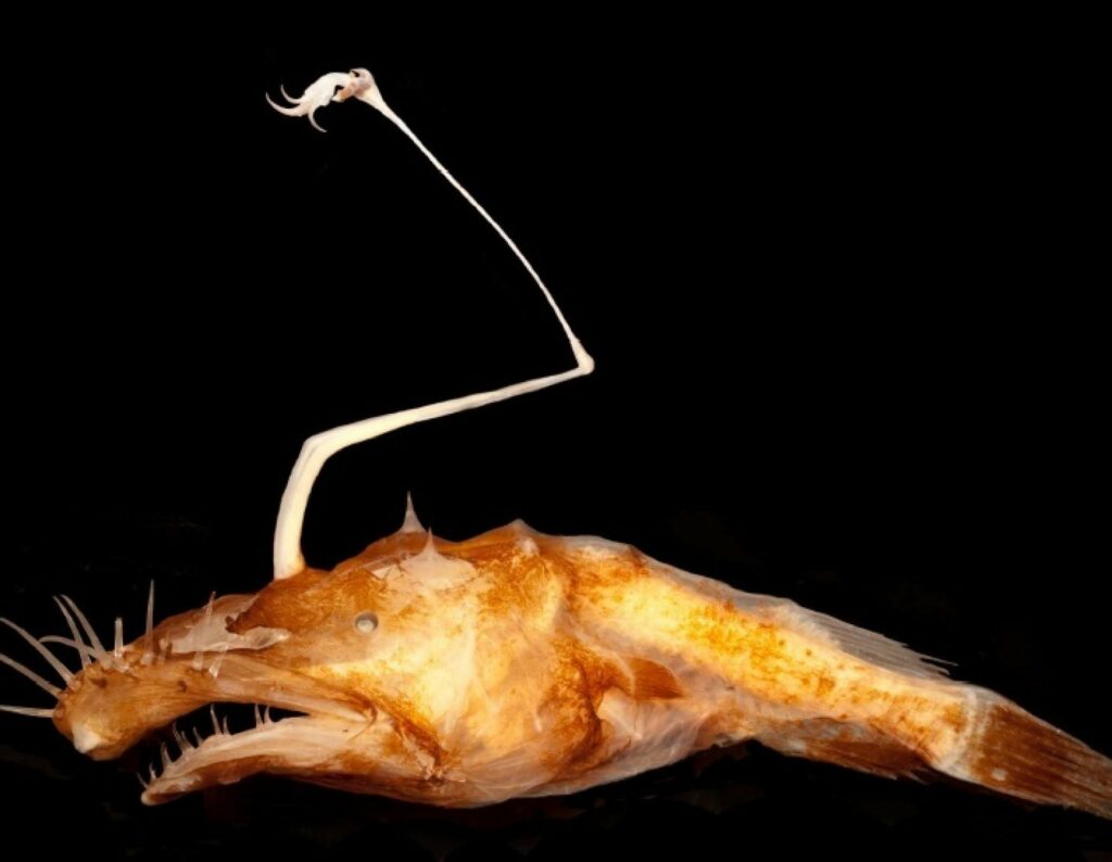 A new species of anglerfish was found in the deep waters of the northern Gulf of Mexico. The 95-millimeter fish was found at a crushing depth of around 1,500 meters where the pressure is greater than a ton. If <a href="http://muppet.wikia.com/wiki/Gonzo">Gonzo</a> the muppet were a fish, this is what I imagine he would look like.