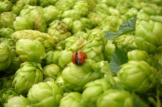 BeerSci: Want To Wet-Hop Your Beer? Grow Your Own Fresh Hops