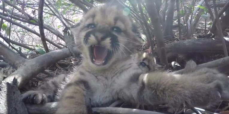 Meet The New Mountain Lion Kittens Living It Up Outside Los Angeles