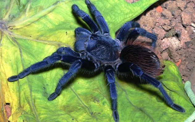 Brazil is a regular contendor on lists like these, with animals and flora regularly being discovered in the Amazon and other biologically diverse areas. The electric blue of <em>Pterinopelma sazimai</em> makes it stand out, even in a roster like that, and although it's not the first blue tarantula, it might be the brightest ever seen.