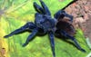 Brazil is a regular contendor on lists like these, with animals and flora regularly being discovered in the Amazon and other biologically diverse areas. The electric blue of <em>Pterinopelma sazimai</em> makes it stand out, even in a roster like that, and although it's not the first blue tarantula, it might be the brightest ever seen.