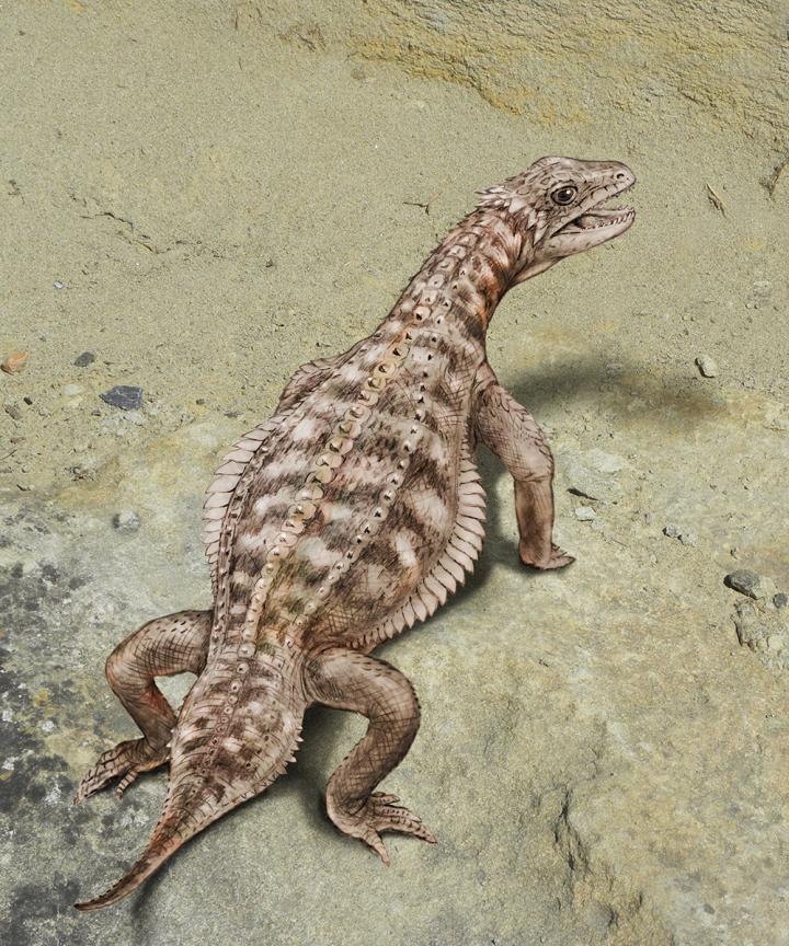 Paleontologists finally know what this ancient armored reptile looked like