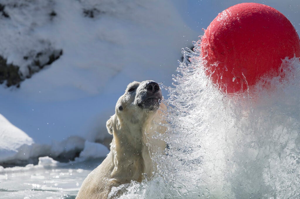 Polar bear swimming, splashing, and playing with a giant red ball
