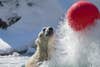 Polar bear swimming, splashing, and playing with a giant red ball