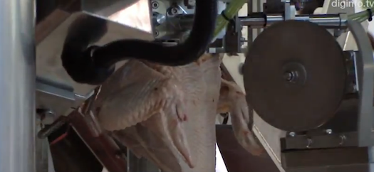 Video: Automatic Butcherbot Debones 1,500 Whole Chickens Per Hour