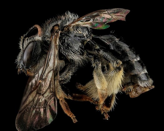 This may be the first record of this bee species in a century, Droege says. He found this specimen in Washington County, Maryland.