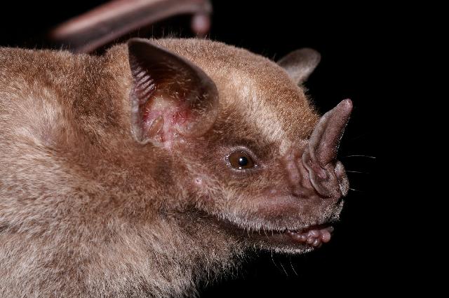Like Darwin’s Finches, But Weirder, Bat Faces Showcase Amazing Adaptations