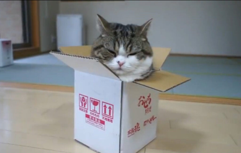 maru the cat sits in a box