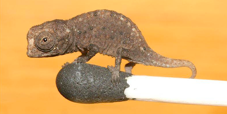 World’s Tiniest Chameleons Found in Madagascar