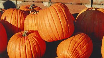 Domestication Saved Pumpkins And Squash From Extinction