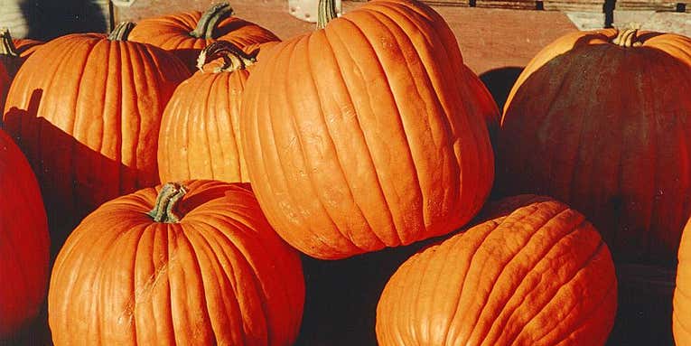 Domestication Saved Pumpkins And Squash From Extinction