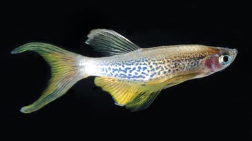 Will This Fish Transform Medicine?