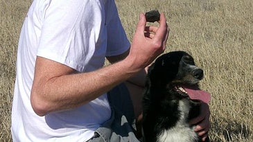 SciKu: Dog Finds Rock From Outer Space
