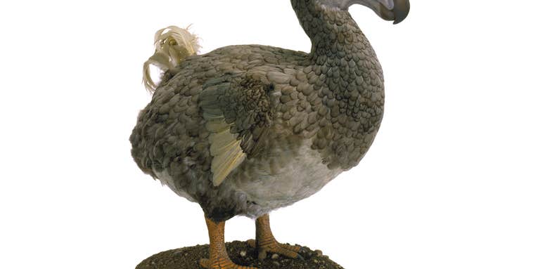 Dodos Were Actually Not That Dumb