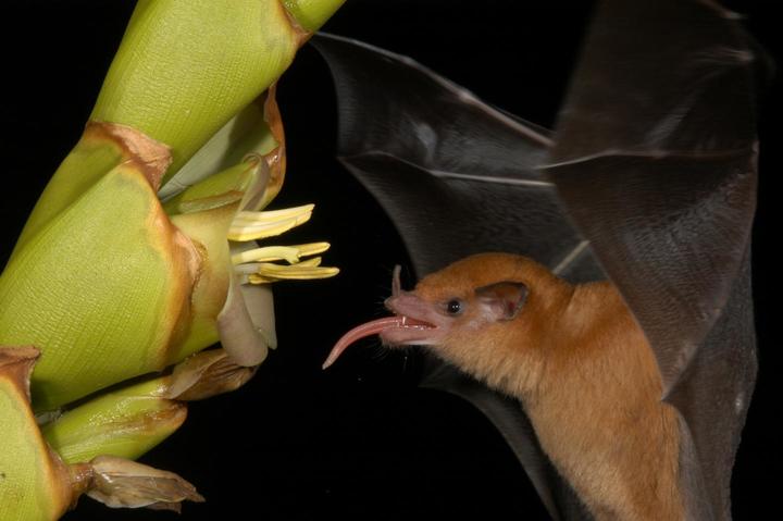 bat drinking nectar