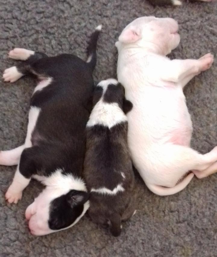 bull terrier puppy with LAD