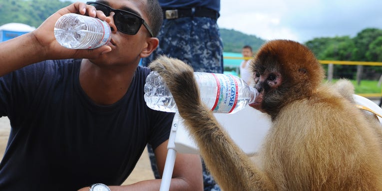 Monkeys Understand Basic Forms Of Wealth