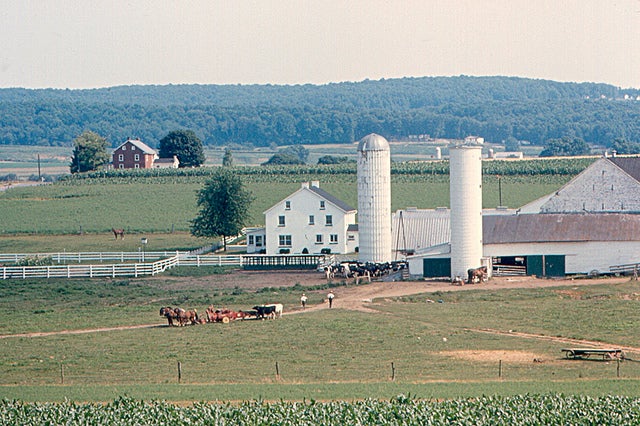 An Amish Environment Protects Against Asthma, New Research Shows