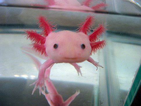Let’s Regrow Our Limbs, Salamander-Style