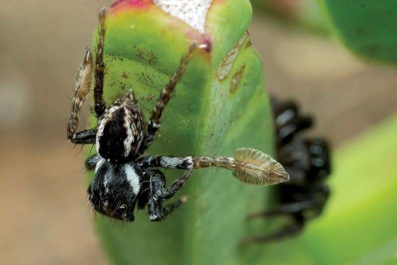 A new species of jumping spider that waves paddle-shaped legs at potential mates was discovered by Jürgen Otto of the Australian Department of Agriculture in Sydney, the <a href="https://www.newscientist.com/article/dn28756-male-spiders-lure-aggressive-females-with-peek-a-boo-paddle-game/?utm_source=NSNS&amp;utm_medium=SOC&amp;utm_campaign=hoot&amp;cmpid=SOC%7CNSNS%7C2016-GLOBAL-twitter">New Scientist</a> reported.